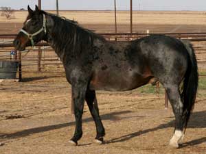 Azure Rojo ~ 25% Blue Valentine ~ Blue Roan Quarter Horse Stallion Son of Ruano Rojo and Grandson of Blue Valentine