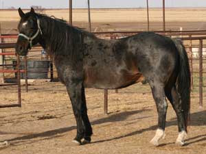 Azure Rojo ~ 25% Blue Valentine ~ Blue Roan Quarter Horse Stallion Son of Ruano Rojo and Grandson of Blue Valentine