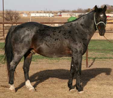 Azure Rojo ~ 25% Blue Valentine ~ Blue Roan Quarter Horse Stallion Son of Ruano Rojo and Grandson of Blue Valentine