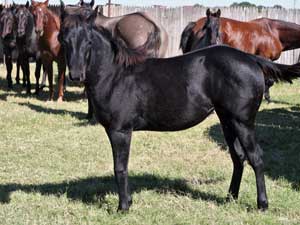 Romeo Blue ~ Mr Clyde Hancock bred black filly for sale in Texas