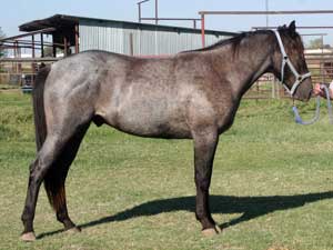 Blue Valentine and Driftwood bred blue roan colt for sale at CNR Quarter Horses in Lubbock, Texas