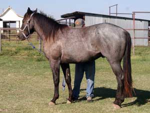 Blue Valentine and Driftwood bred blue roan colt for sale at CNR Quarter Horses in Lubbock, Texas