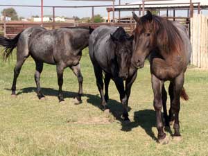 Blue Valentine and Driftwood bred blue roan colt for sale at CNR Quarter Horses in Lubbock, Texas