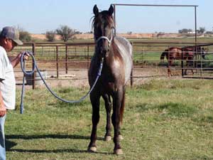 Blue Valentine and Driftwood bred blue roan colt for sale at CNR Quarter Horses in Lubbock, Texas