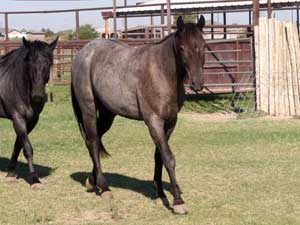 Blue Valentine and Driftwood bred blue roan colt for sale at CNR Quarter Horses in Lubbock, Texas