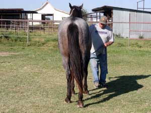 Blue Valentine and Driftwood bred blue roan colt for sale at CNR Quarter Horses in Lubbock, Texas