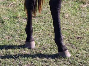 Blue Valentine and Driftwood bred blue roan colt for sale at CNR Quarter Horses in Lubbock, Texas