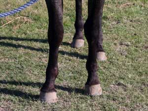 Blue Valentine and Driftwood bred blue roan colt for sale at CNR Quarter Horses in Lubbock, Texas