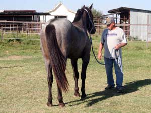 Blue Valentine and Driftwood bred blue roan colt for sale at CNR Quarter Horses in Lubbock, Texas