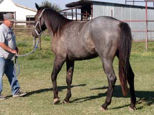 Blue Valentine and Driftwood bred blue roan colt for sale at CNR Quarter Horses in Lubbock, Texas