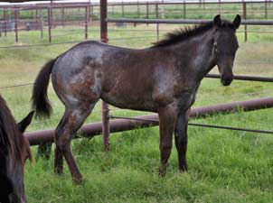 Driftwood ~ Blue Valentine bred 2021 blue roan filly for sale in Texas
