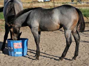 Dash For Cash ~ Hancock bred colt for sale in Texas