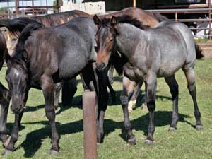 Blue Valentine, First Down Dash and Boon Bar bred for sale at CNR Quarter Horses in Lubbock, Texas