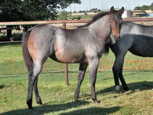 First Down Dash, Boon Bar and Blue Valentine colt for sale in Texas