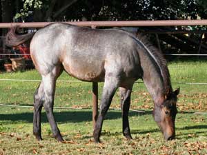 First Down Dash, Boon Bar and Blue Valentine colt for sale in Texas