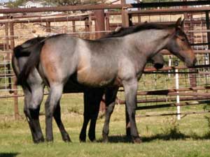 Blue Valentine, First Down Dash and Boon Bar bred for sale at CNR Quarter Horses in Lubbock, Texas