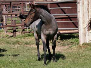 Blue Valentine, First Down Dash and Boon Bar bred for sale at CNR Quarter Horses in Lubbock, Texas