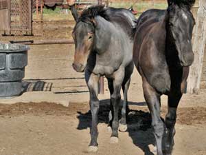 First Down Dash, Boon Bar and Blue Valentine colt for sale in Texas