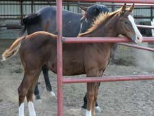 Boon Bar, Colonel Freckles, Dash For Cash quarter horse gelding for sale in Texas