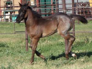 First Down Dash, Boon Bar and Blue Valentine colt for sale in Texas