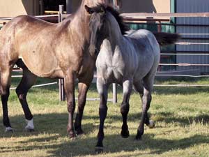 First Down Dash, Boon Bar and Blue Valentine colt for sale in Texas