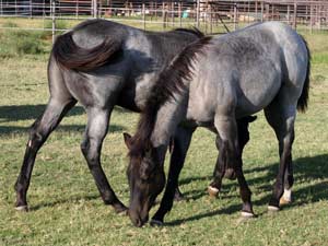 Blue Valentine, First Down Dash and Boon Bar bred for sale at CNR Quarter Horses in Lubbock, Texas