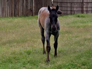 Joe Hancock, Jackie Bee and Sugar Bars ranch bred blue roan colt for sale at CNR Quarter Horses in Lubbock, Texas