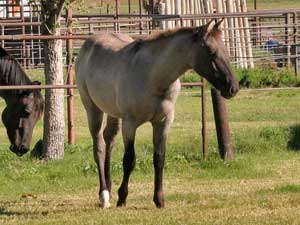 Grullo Roan Romeo Blue and Limited Hancock granddaughter Lubbock, Tx