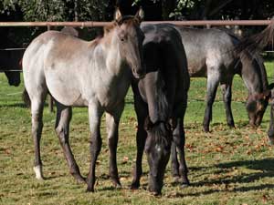 Grullo Roan Romeo Blue and Limited Hancock granddaughter Lubbock, Tx