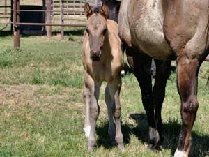 Grullo Roan Romeo Blue and Limited Hancock granddaughter Lubbock, Tx