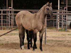 Blue Valentine ~ Dash For Cash bred 2023 grullo filly in Texas