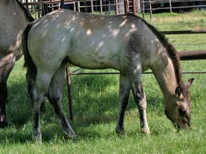 Grullo Roan Romeo Blue and Limited Hancock granddaughter Lubbock, Tx