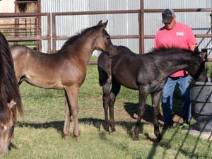 Joe Hancock & 4 Times Blue Valentine bred at CNR Quarter Horses in Lubbock, Texas