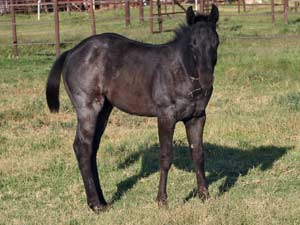 Blue Valentine ~ Mr Clyde Hancock bred 2022 blue roan or black filly for sale in Texas