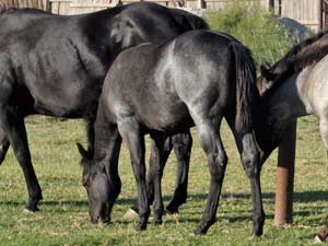 Blue Valentine ~ Mr Clyde Hancock bred 2022 blue roan or black filly for sale in Texas