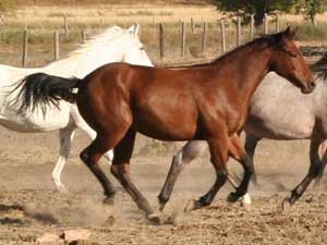 Marthas Six Moons AAA SI 99 3rd All Time Leading Barrel Horse Sire