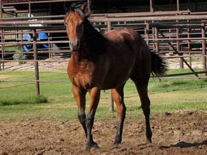 Marthas Six Moons, Tanquery Gin, Joe Hancock and Sugar Bars ranch bred filly for sale