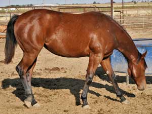 Marthas Six Moons, Tanquery Gin, Joe Hancock and Sugar Bars ranch bred filly for sale