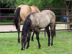 Romeo Blue ~ 4 Times Blue Valentine bred grullo stallion for sale in Texas