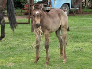 Dash For Cash ~ Hancock bred buckskin colt for sale in Texas