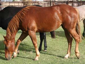 Hancock's Blue Boy & Blue Valentine bred ~ sire is a grandson of Blue Valentine and the dam is a granddaughter of Hancock's Blue Boy