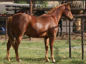 Hancock's Blue Boy & Blue Valentine bred ~ sire is a grandson of Blue Valentine and the dam is a granddaughter of Hancock's Blue Boy