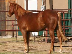 Hancock's Blue Boy & Blue Valentine bred ~ sire is a grandson of Blue Valentine and the dam is a granddaughter of Hancock's Blue Boy