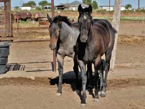 Blue Valentine and Driftwood bred blue roan colt for sale at CNR Quarter Horses in Lubbock, Texas