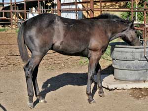 Romeo Blue and War Concho bred blue roan colt for sale at CNR Quarter Horses in Lubbock, Texas