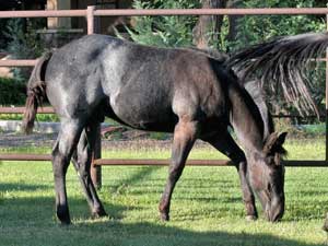 Blue Valentine and Driftwood bred blue roan colt for sale at CNR Quarter Horses in Lubbock, Texas