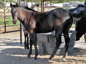 Romeo Blue and War Concho bred blue roan colt for sale at CNR Quarter Horses in Lubbock, Texas