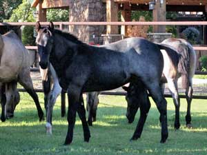 Driftwood ~ Blue Valentine bred 2022 blue roan colt for sale in Texas