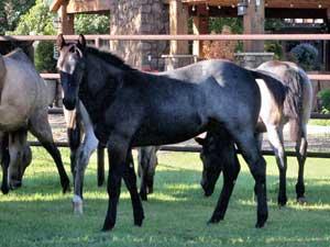 Blue Valentine and Driftwood bred blue roan colt for sale at CNR Quarter Horses in Lubbock, Texas