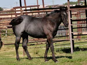 Blue Valentine and Driftwood bred blue roan colt for sale at CNR Quarter Horses in Lubbock, Texas